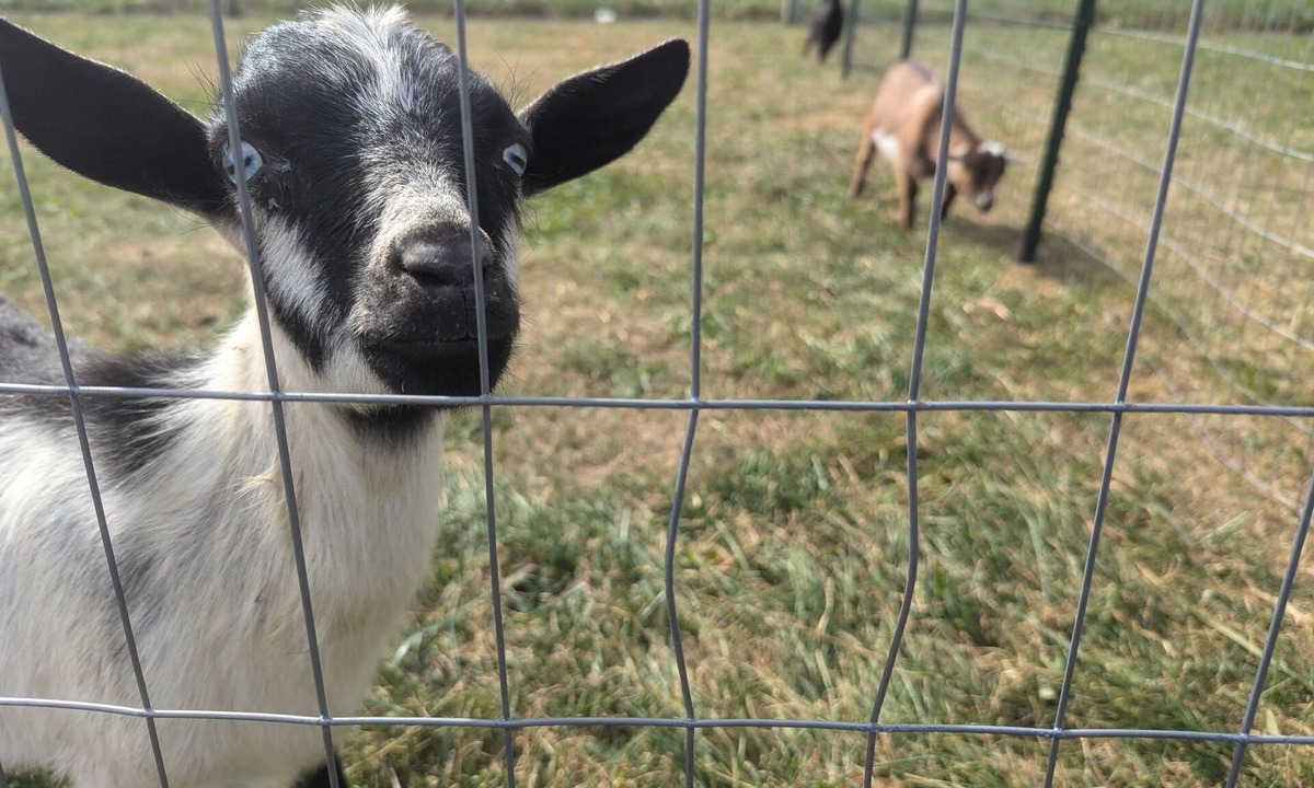 Grantville House | Cozy farmhouse with views and amenities! Pet-friendly, baby goats and chickens!