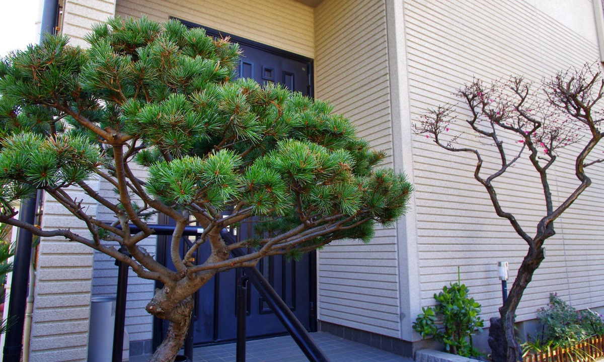 Adachi House | Nyoze House