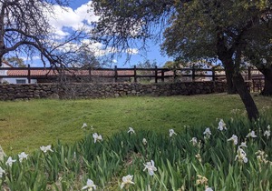 El Rancho Robles in Oracle