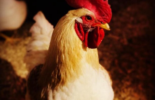 Kawartha Lakes House | Thunderbird Farm