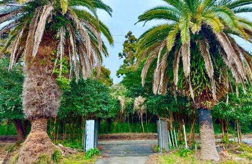 Oshima Villa | サルビア