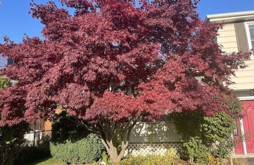Brampton House | A place to call Home - 15 mins from YYZ