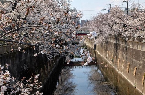 Itabashi Apartment | Brand New Apt! 7 Mins to Ikebukuro, Local Vibe Rino Verdi