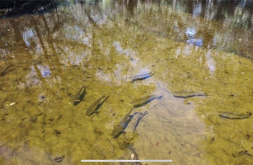 Fish Hawk House | Nature's Paradise on the Alafia River