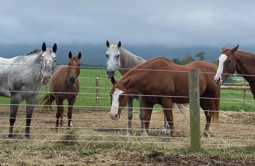 Newville House | Newville, Pennsylvania - Horse Farm Campsite