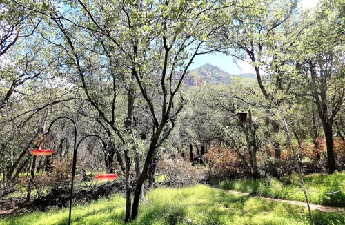 Sierra Vista Southeast House | Ramsey Canyon Bird Sanctuary Cabin: 9 Acres & Trails