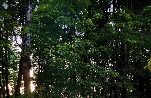 Red Hook RV Rental | Tentrr Signature Site - FRISKY SWARD Upper Forest