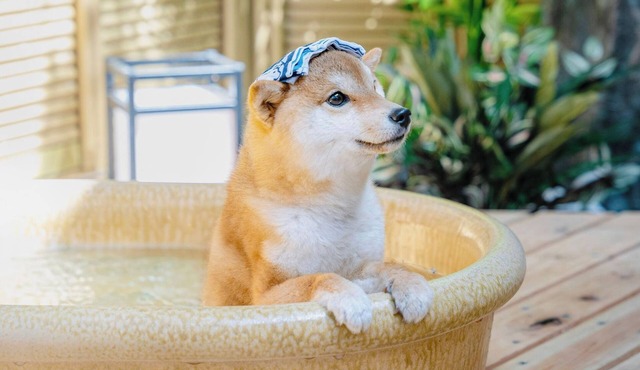 Dog run and openair bath for dogs included Natu/Ashigarashimo-gun Kanagawa