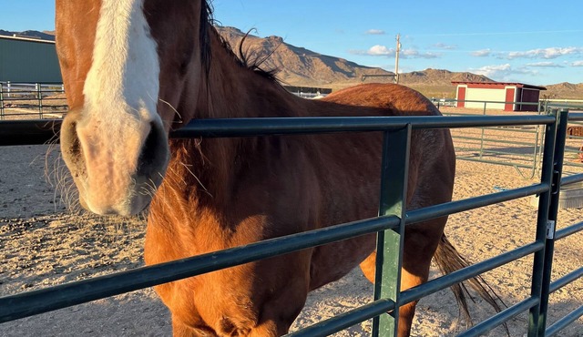 Kid & Pet Friendly Farm Guesthouse