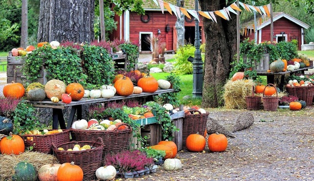 Limited Time Offer Happy Halloween AllInclusiv/Ina Nagano