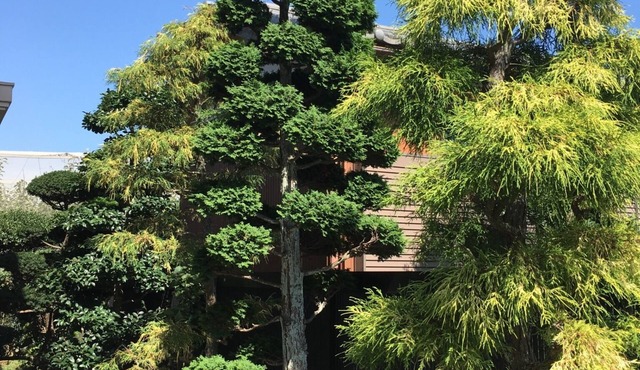 Open house - Green Pine House/Kamagaya Chiba