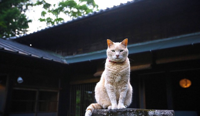 Rental 100yearold beautiful heathered house M - Whole building rental / Hamamatsu Shizuoka