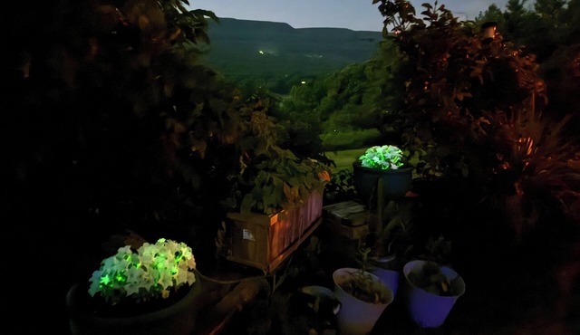 Utopian Country Retreat w Glowing Flowers