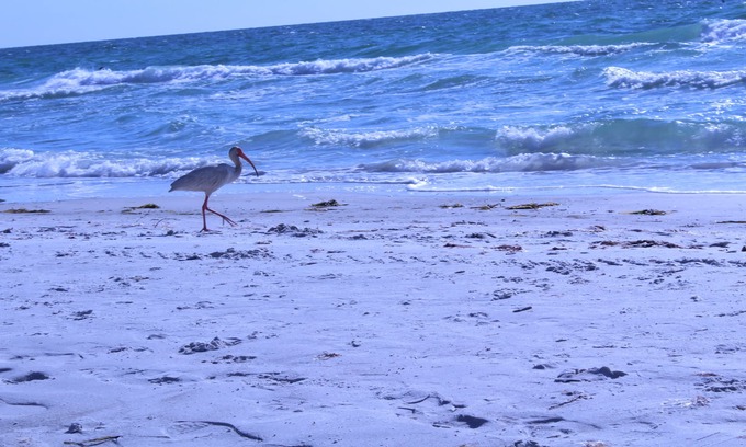 Clearwater Condo | Modern Condo Minutes From Clearwater Beach