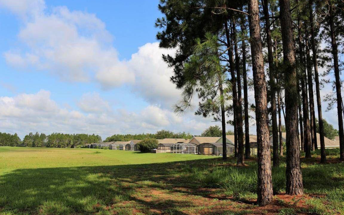 Photo of Others in Florida Pines