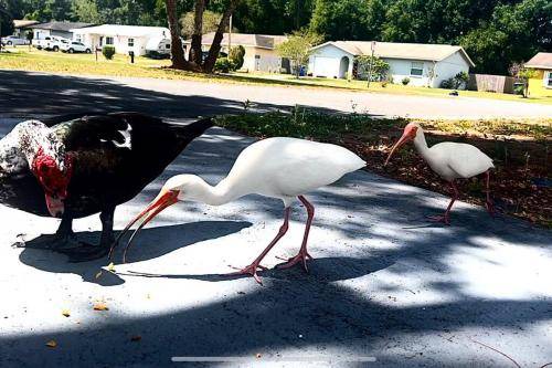 Photo of Others in Lakeland