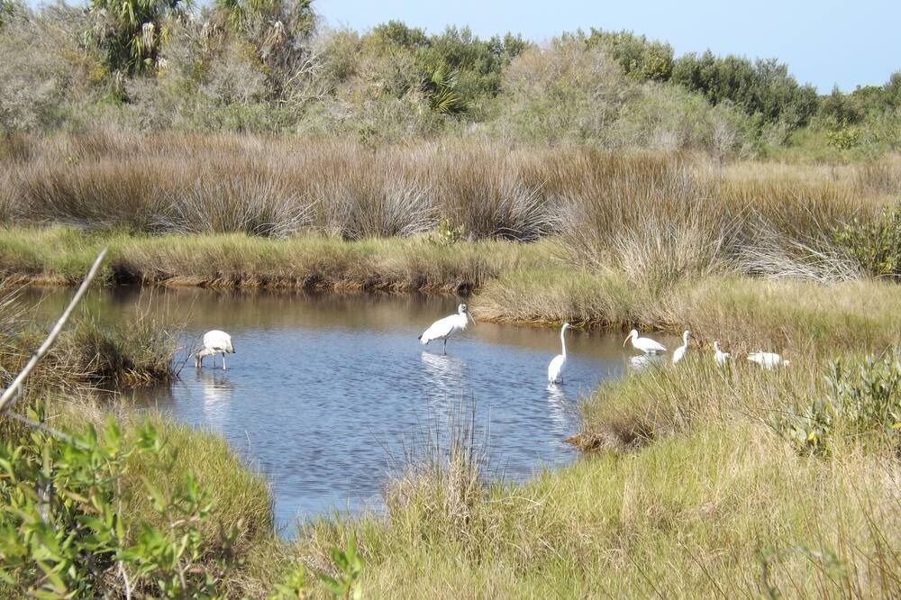 Photo of Outdoor in Crystal River