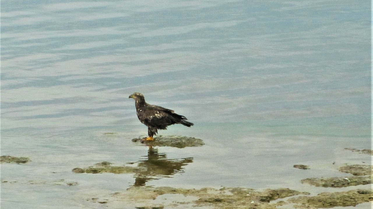 Photo of Others in Selkirk