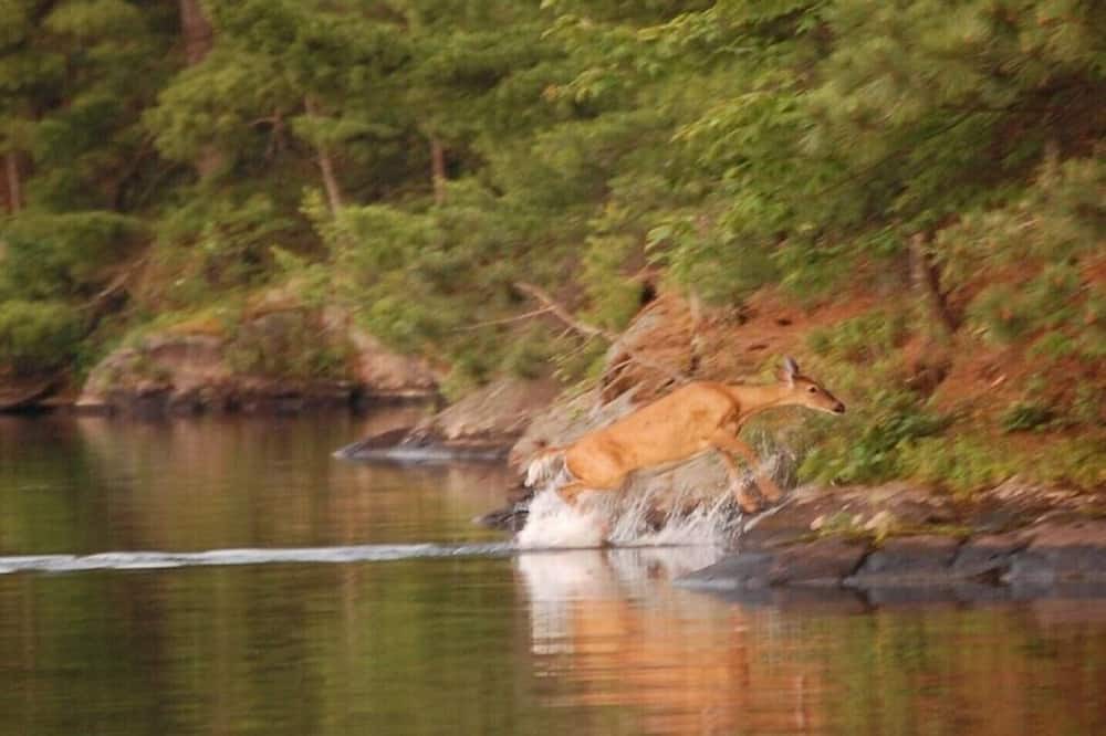Photo of Outdoor in Unorganized Centre Parry Sound