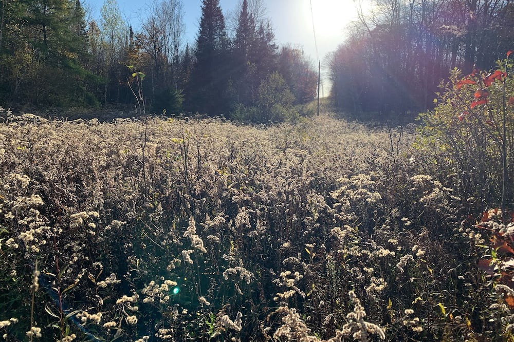 Photo of Outdoor in Unorganized Centre Parry Sound