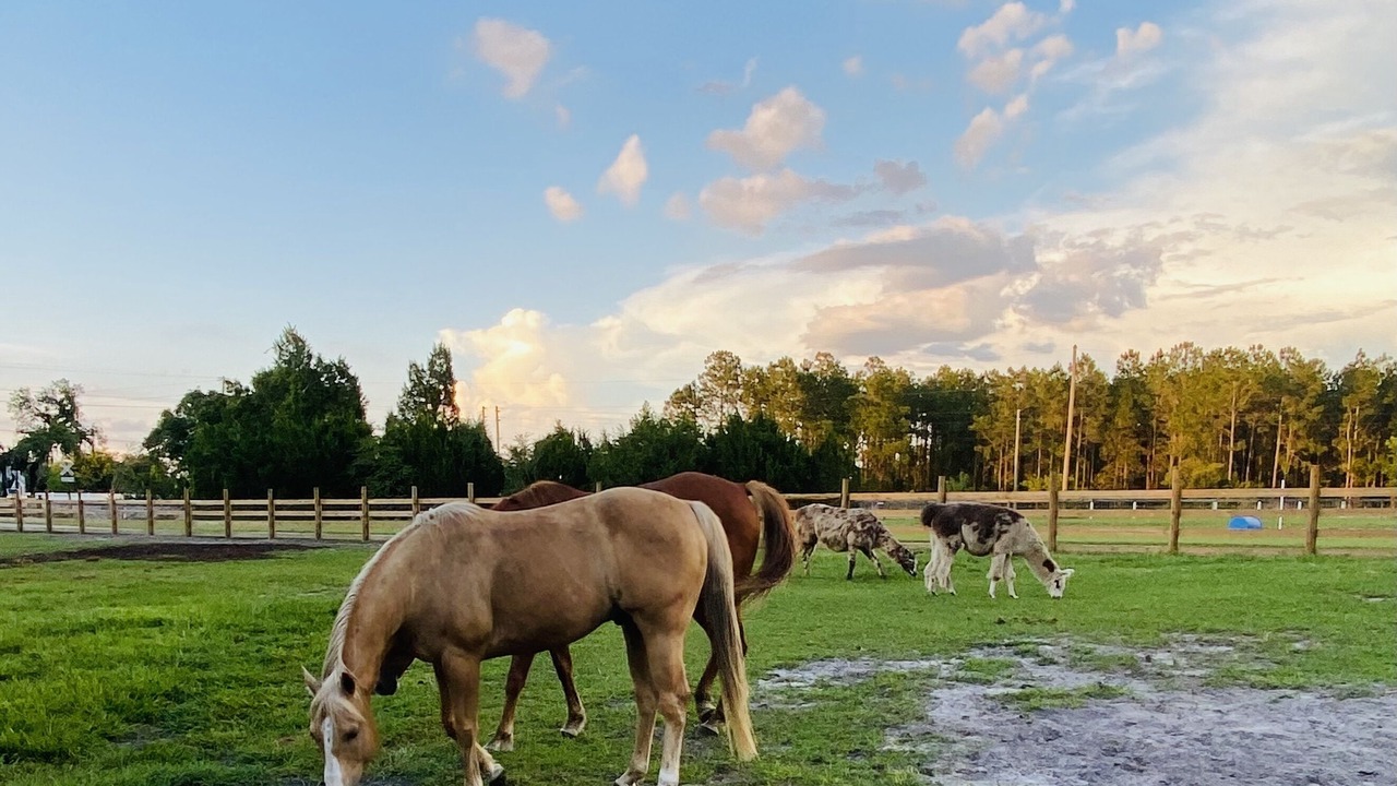 Photo of Outdoor in Land O' Lakes