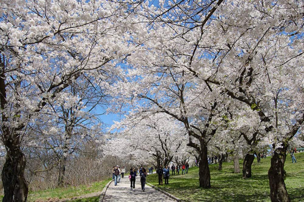 Photo of Others in High Park North