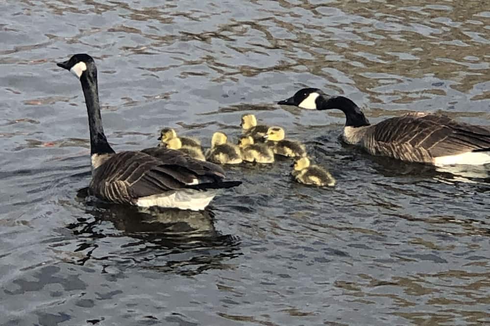 Photo of Others in Lagoon City