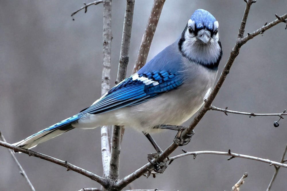 Photo of Outdoor in Ottawa Division