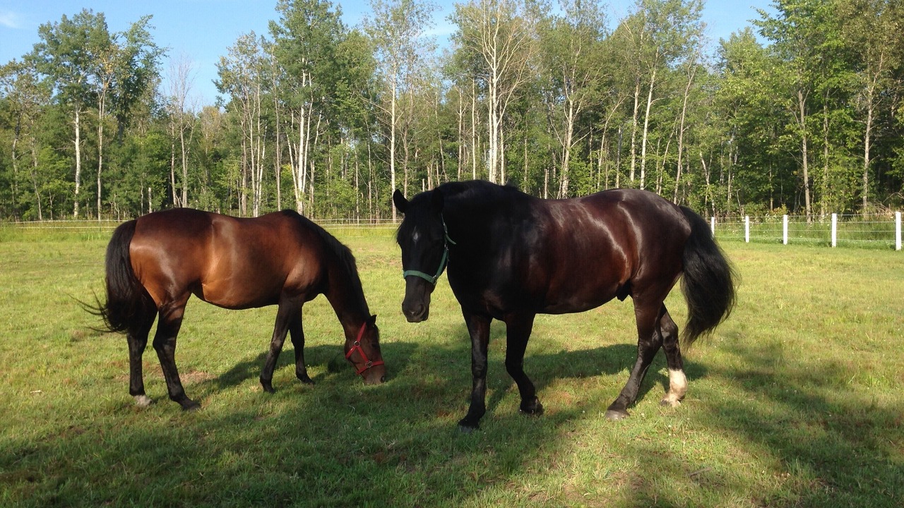 Photo of Others in Melancthon
