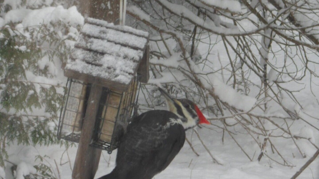 Photo of Outdoor in Wasaga Beach