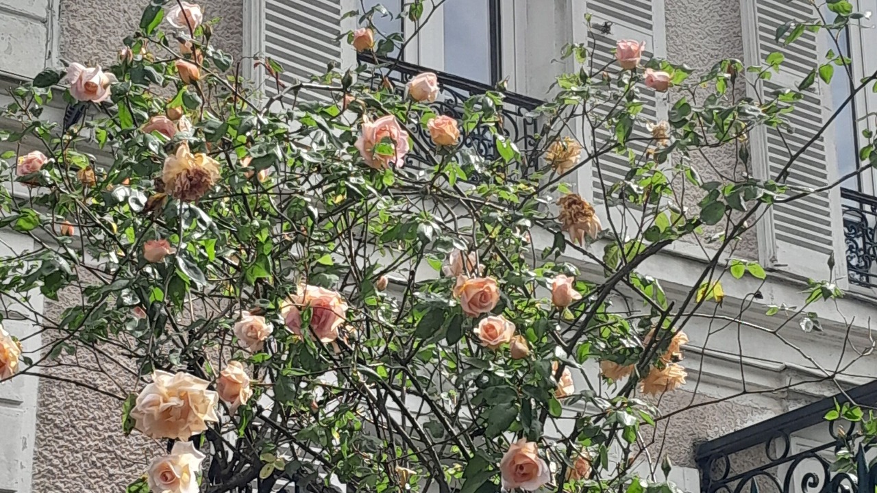 Photo of Outdoor in Le Raincy