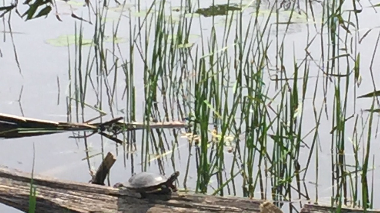 Photo of Outdoor in Magnetawan