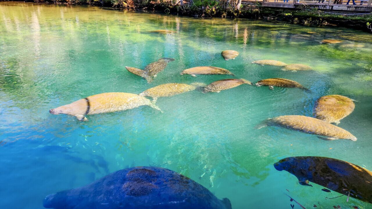 Photo of Outdoor in Crystal River