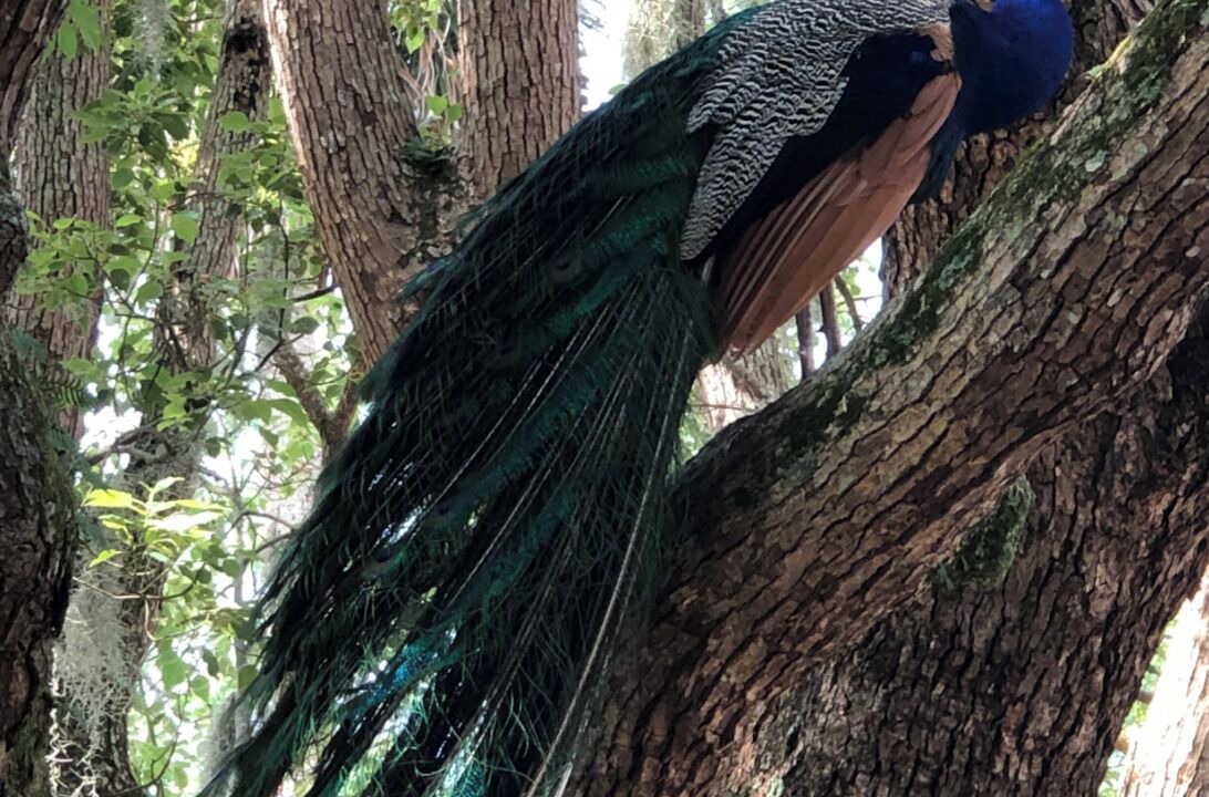 Photo of Outdoor in Oakland