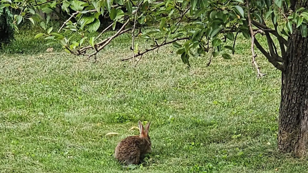 Photo of Others in Burlington