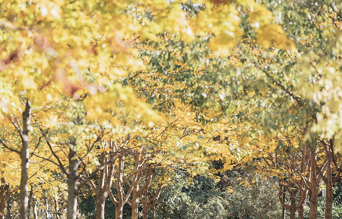 Photo of Outdoor in Latin