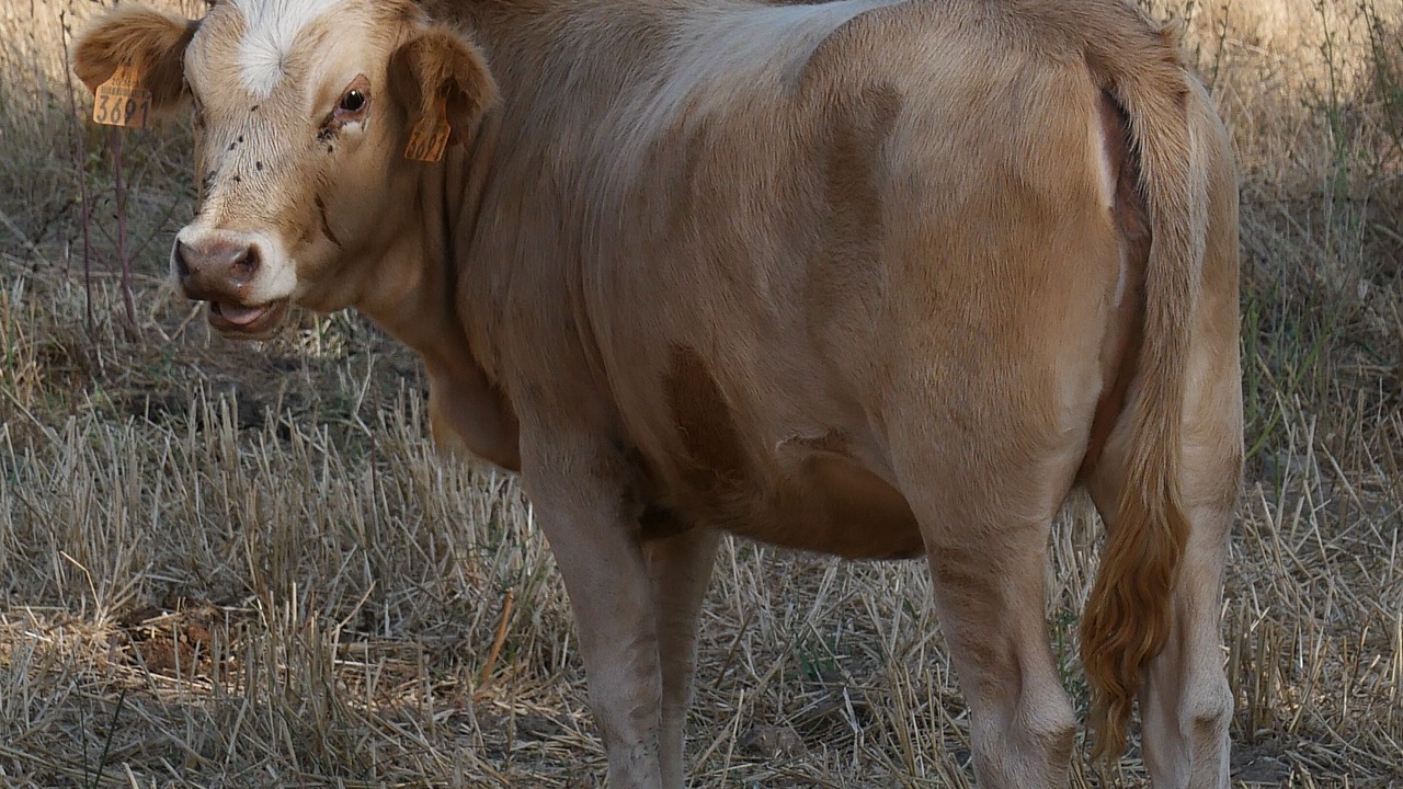 Photo of Others in Olmiccia