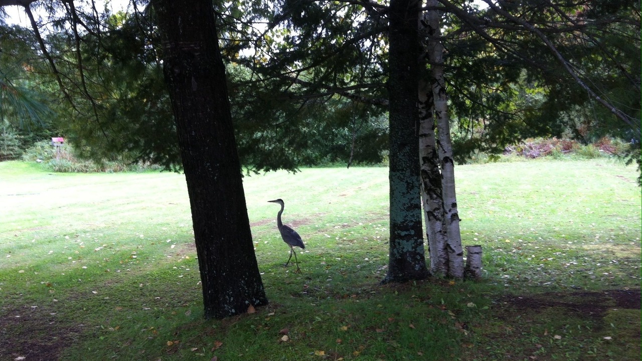 Photo of Outdoor in Algonquin Highlands