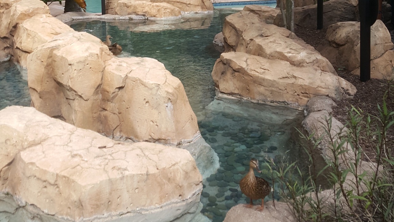 Photo of Outdoor in Lake Buena Vista
