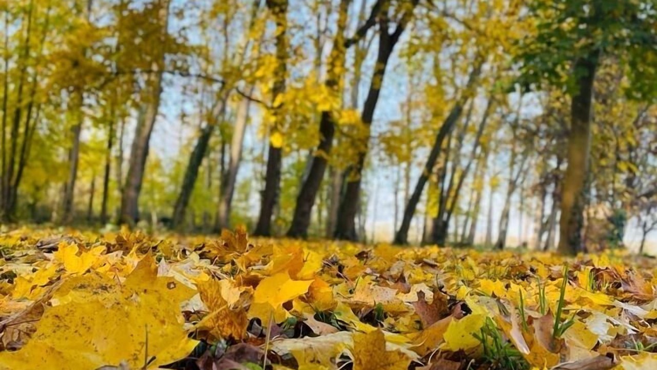 Photo of Outdoor in Conde-Sainte-Libiaire