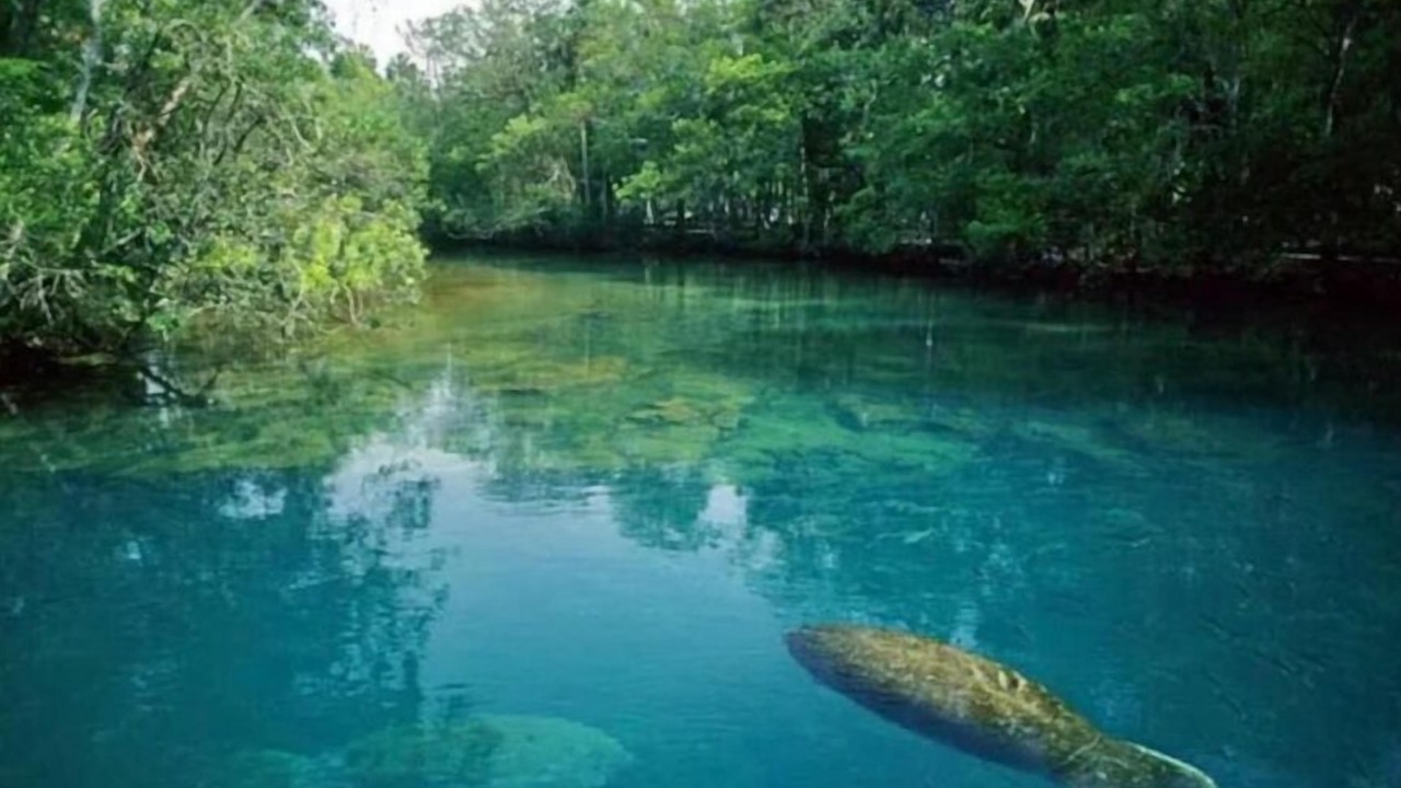 Photo of Others in Spring Hill
