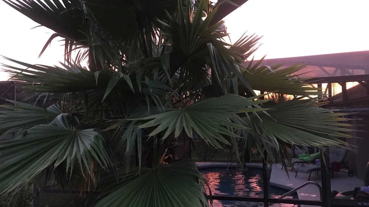 Photo of Outdoor in Florida Pines