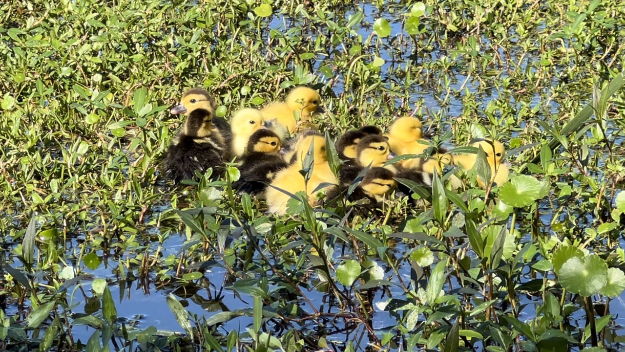 Photo of Outdoor in Lakeland