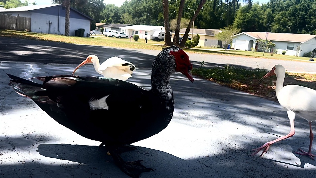 Photo of Outdoor in Lakeland