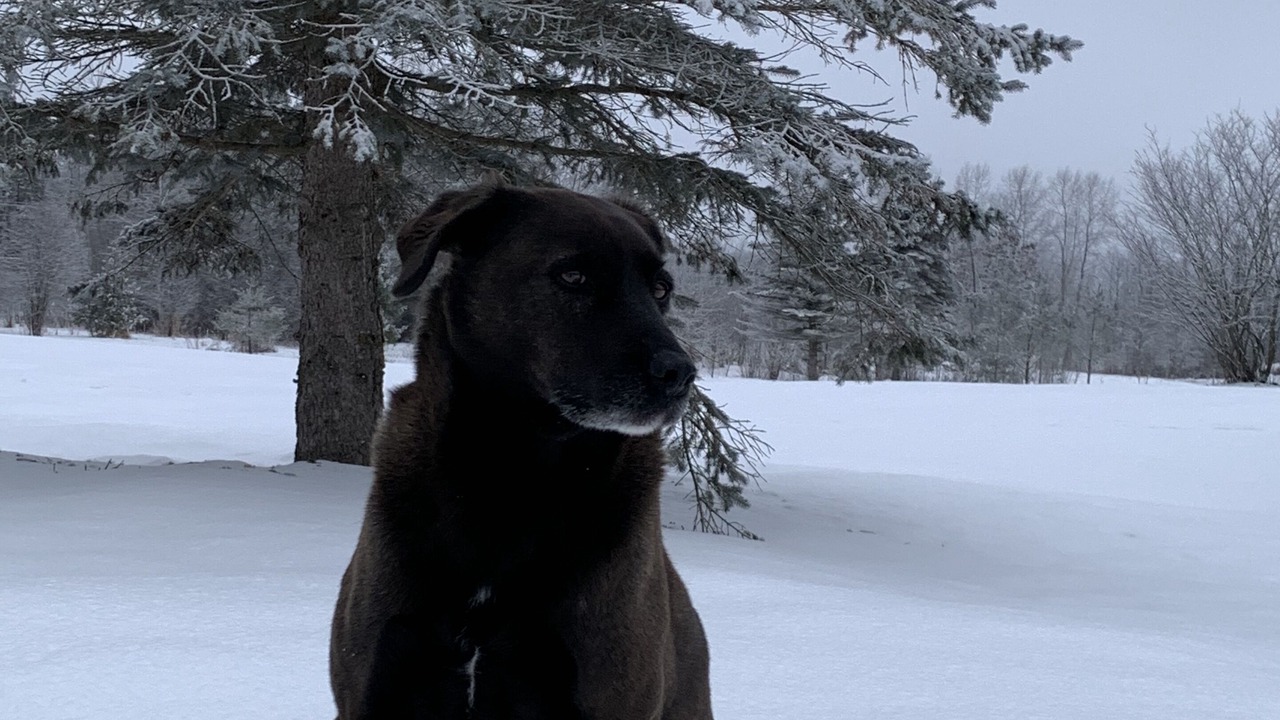 Photo of Others in Oro-Medonte