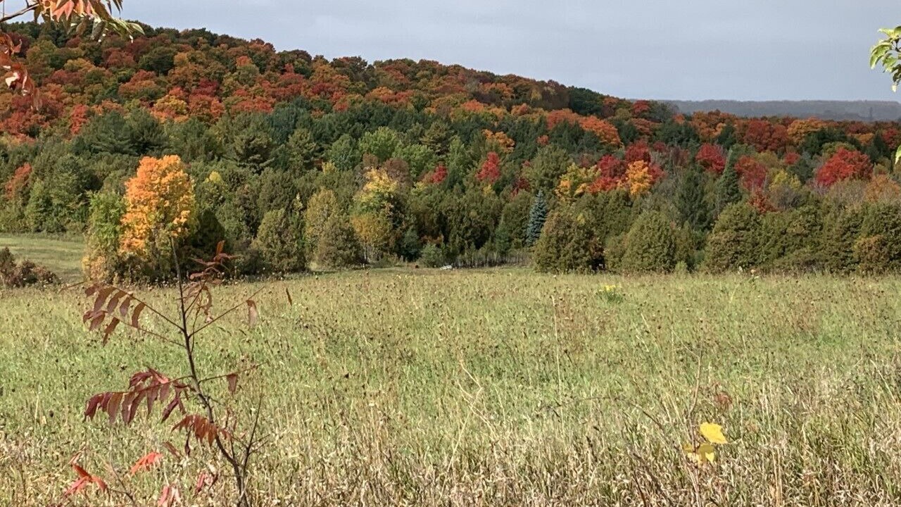 Photo of Others in Oro-Medonte