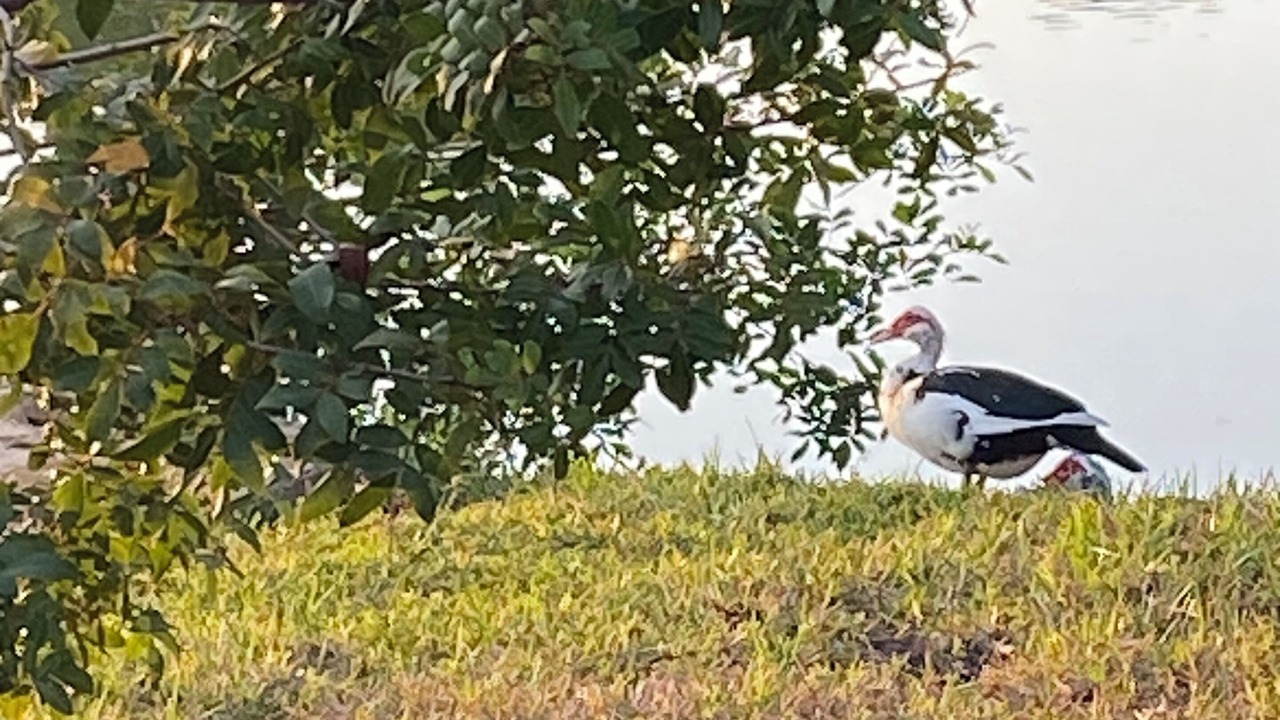 Photo of Others in Holiday Lakes West