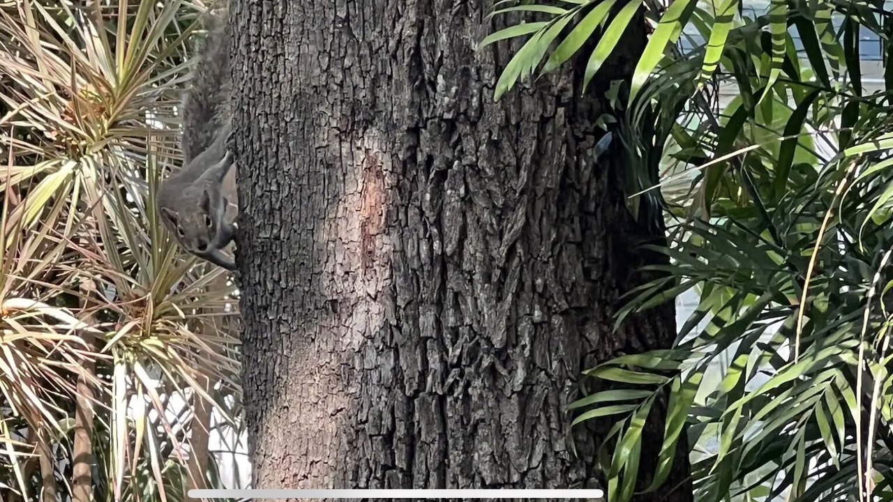 Photo of Outdoor in East Little Havana
