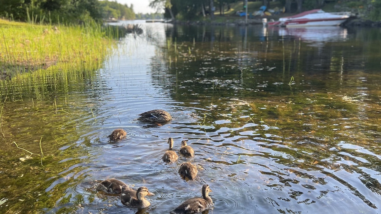 Photo of Others in The Archipelago