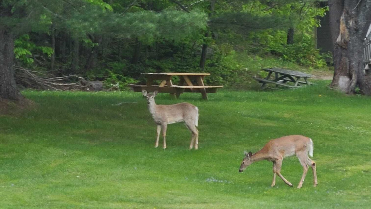 Photo of Outdoor in Lake of Bays